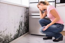 Trusted St Paul, MO Mold Removal Services Experts